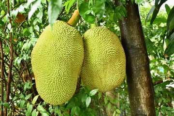  jack fruit growing hanging from branch on tree in farm
