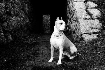american staffordshire terrier. black and white photo