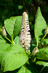Phytolacca (known as pokeweeds, pokebush, pokeberry, pokeroot or poke sallet) flowers and foliage closeup