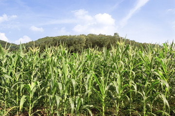 Corn farm with blue sky