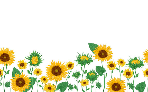 Sunflower Field Vector Images – Browse 10,060 Stock Photos, Vectors, and  Video | Adobe Stock