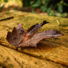 autumn leaves on the ground