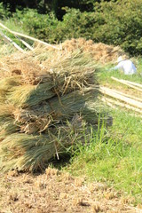 松崎町　稲刈り中の石部の棚田