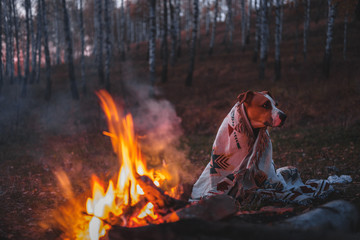 Dog in poncho near a campfire. Camping with pets, having active lifestyle concept: pitbull mix dog in an indian blanket warms near firewood in beautiful forest in the evening