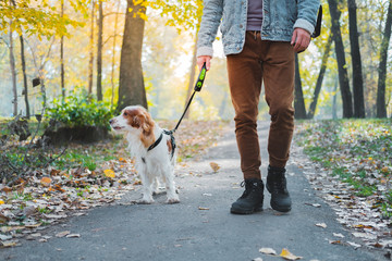 Man walking his dog in an autumn urban park. Russian spaniel as a companion dog going on the leash with owner