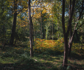Fototapeta premium Trees with green and yellow autumn leaves surrounded with dark bushes and sunlight coming from above seasonal background in nature selective focus