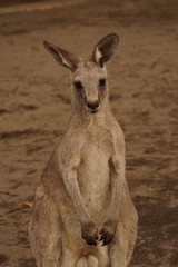 オオカンガルー