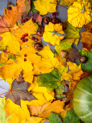 Thanksgiving background: Pumpkins, chestnuts, acorns fallen leaves on grey concrete background.