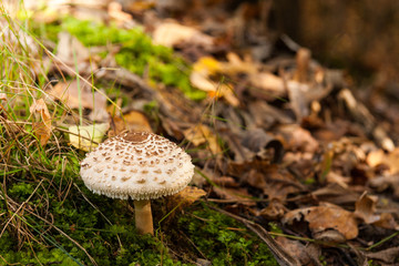 Kania czubajka  © Mariusz Stoszewski