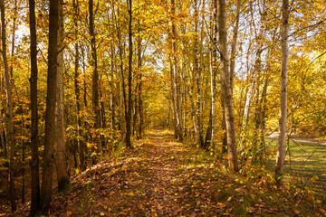 Fototapeta na wymiar Jesień w lesie 