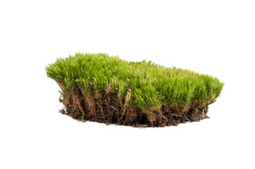 green moss sphagnum closeup isolated