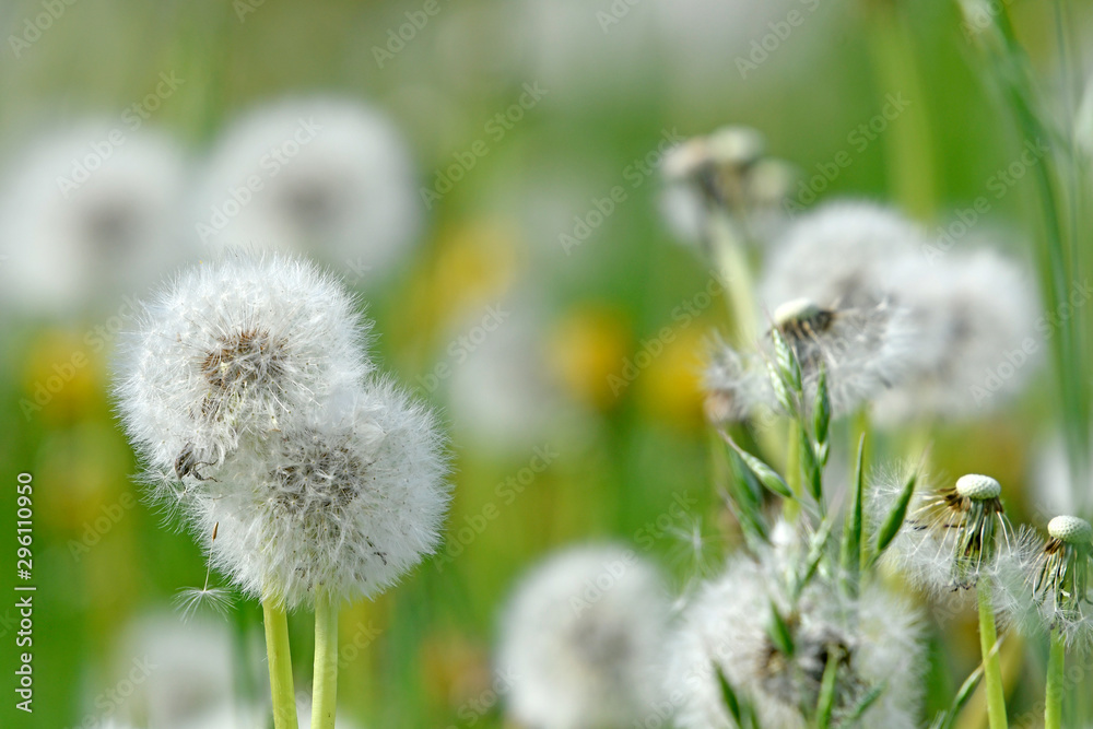 Wall mural Pusteblume / Löwenzahn (Taraxacum sect. Ruderalia) - dandelion