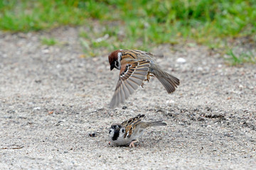 streitende Feldsperlinge (Passer montanus) - Tree sparrow