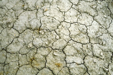 Terre sèche blanche et grise craquelée.