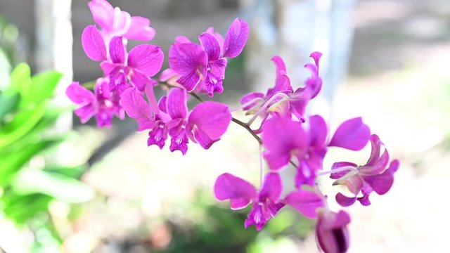 beautiful Orchids in the garden