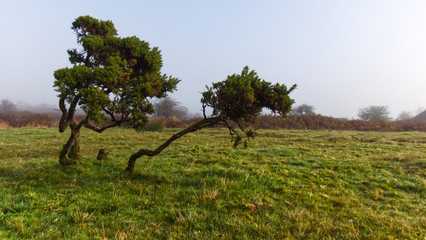 Autumn morning on a Cornish moor as the sun burns away the mist