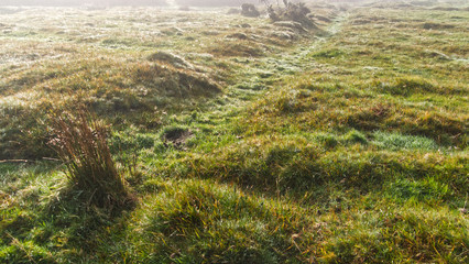 Autumn morning on a Cornish moor as the sun burns away the mist