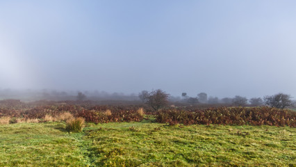 Autumn morning on a Cornish moor as the sun burns away the mist
