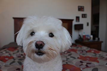 A nice cute maltese dog
