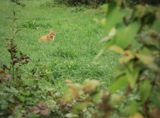 Front view on a cat with red and white fur sitting on fresh green gras through a hole in the bushs
