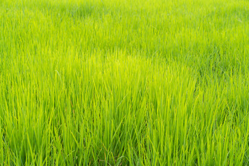 Green rice grass field background