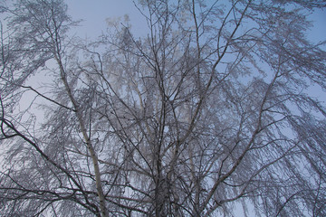 branches of tree in winter