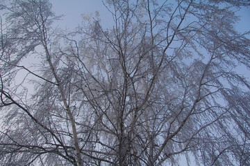 Fototapeta na wymiar branches of tree in winter