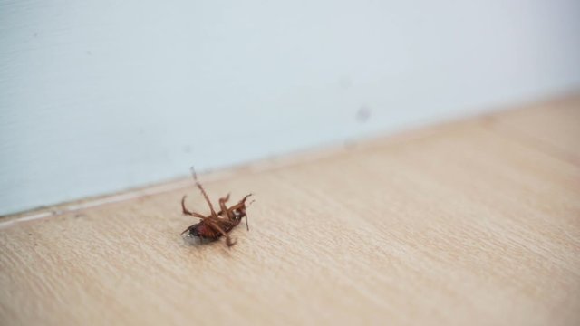 Dying and struggling cockroach lie on back from pest killer on the floor