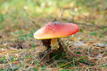 mushrooms in a pine forest
