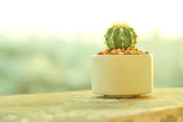 Fototapete Toilette Cactus in a white pot with blurred background.  © Narin