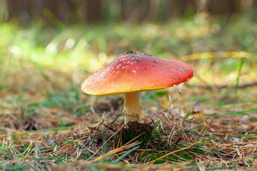 mushrooms in a pine forest