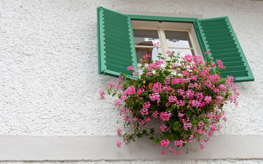 Fototapeta na wymiar rustikales Fenster, rosa Blumen, grüner Rahmen