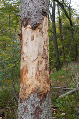 beschädigter Baum im Wald, geschälte, fehlende Rinde
