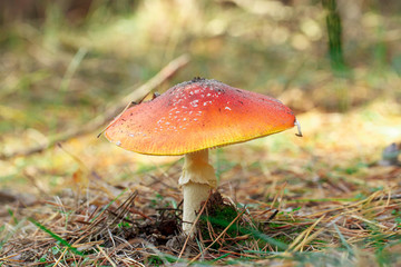 mushrooms in a pine forest