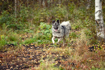 Autumn portrait of cute fluffy dog