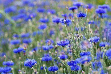 Naklejka premium blaue Kornblume