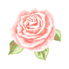 Decorative pink rose.