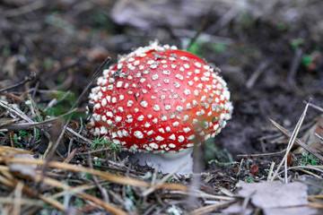 mushrooms in a pine forest