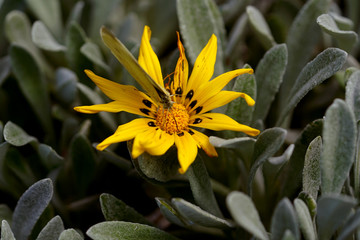 Blume - Schmetterling