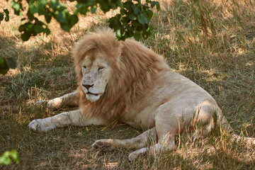 Big male lion lying on the grass. Lion resting in the shade. Scarred lion face. Wild animal in the nature habitat.