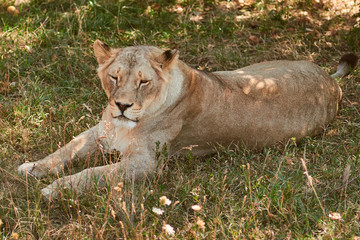 Big lioness lying on the grass. Lion resting in the shade. Wild animal in the nature habitat.