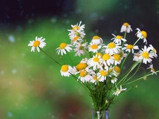 White daisy flower bouquet on green background.