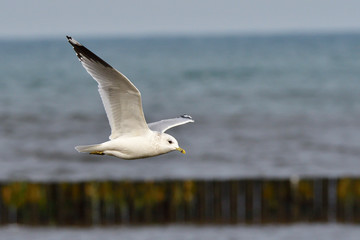 Sturmmöwe im Flug