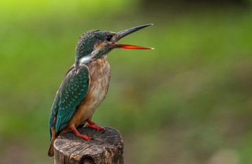 common kingfisher sing on branch green background
