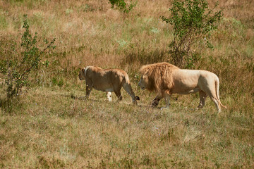 Two adult lions walking in the savannah. Wild animals in the natural habitat.