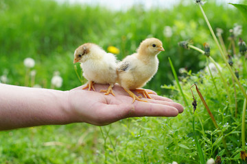 chickens on the lawn, thoroughbred chickens, ornithologist, chicken farm,  chickens on hands,  zootechnician