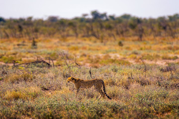 Cheetah lurking for prey at sunset in the Etosha National Park, Namibia