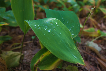 lily of the valley with dew leaves - 296116334