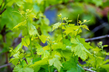 Young shoots of wine grape plants in vineyard in spring