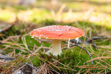 mushrooms in a pine forest